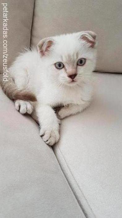 zeus Erkek Scottish Fold