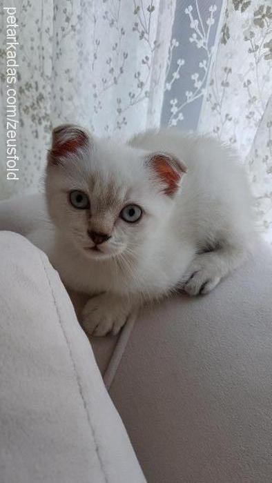 zeus Erkek Scottish Fold