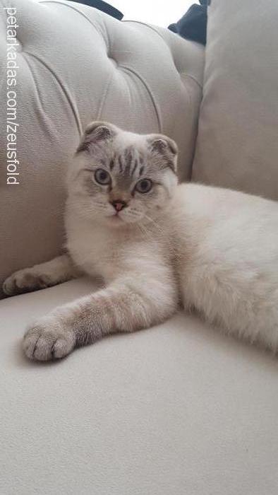 zeus Erkek Scottish Fold