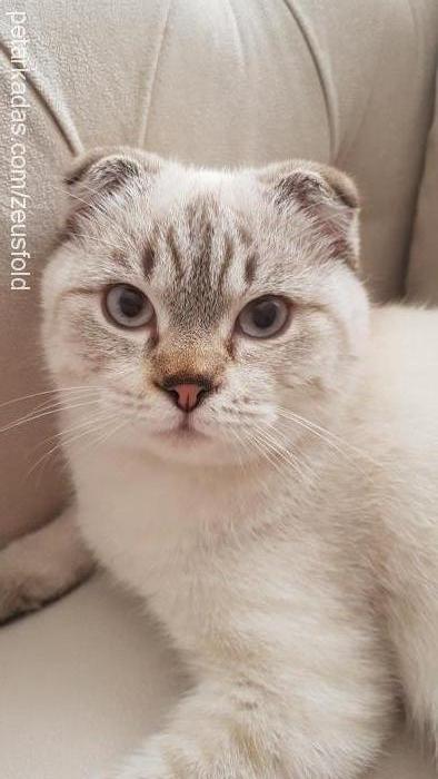 zeus Erkek Scottish Fold