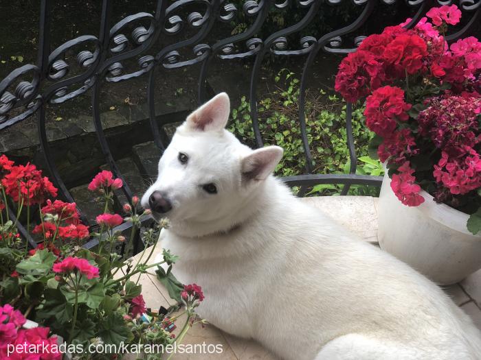 hektor Erkek Akita İnu