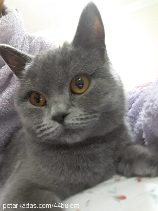 arven Dişi British Shorthair