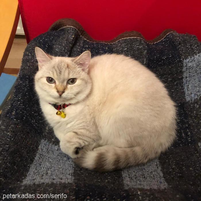 belinda Dişi British Shorthair