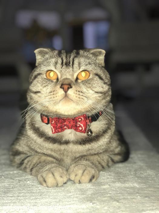 leo Erkek Scottish Fold