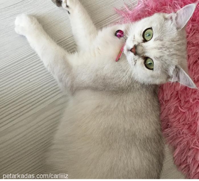 charlize Dişi Scottish Fold