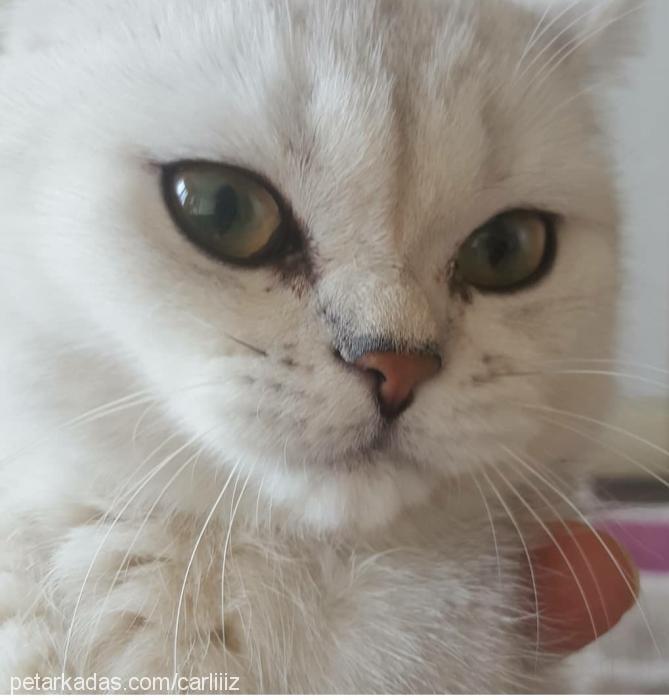 charlize Dişi Scottish Fold