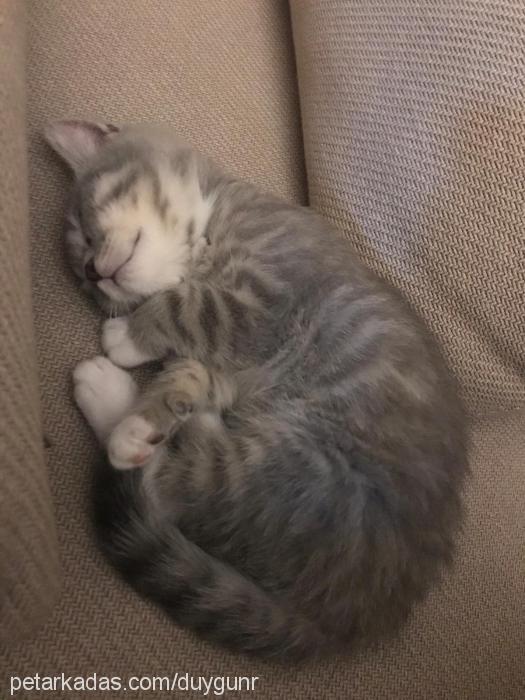 refik Erkek British Shorthair