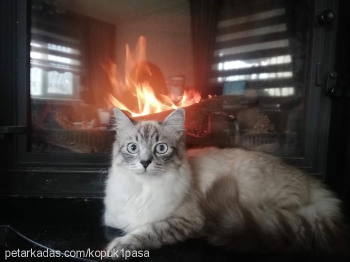 köpük Dişi British Shorthair