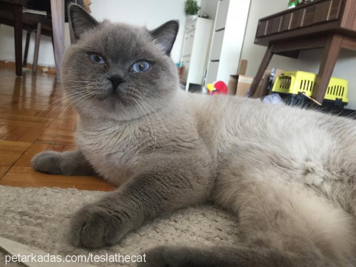 tesla Erkek British Shorthair