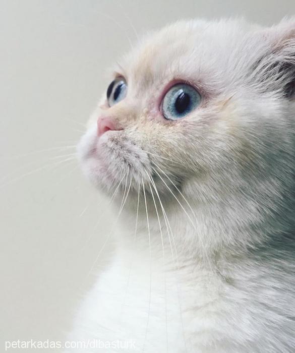 firuze Dişi Scottish Fold