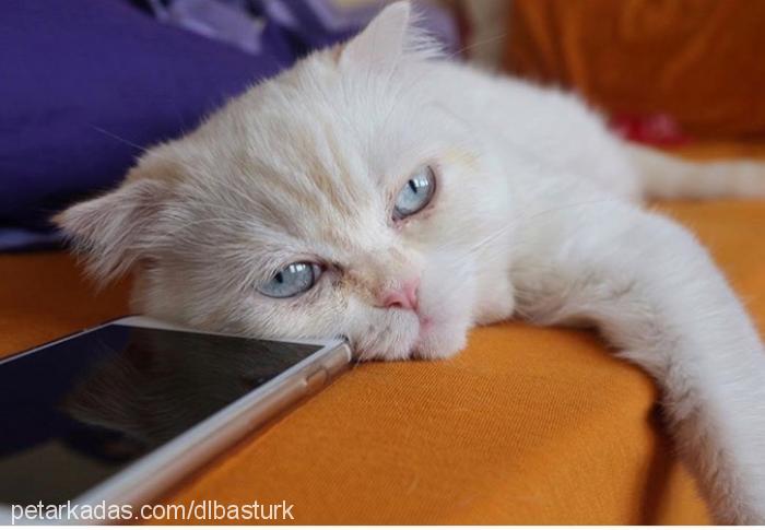 firuze Dişi Scottish Fold