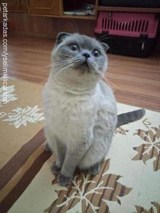 sütlaç Dişi Scottish Fold