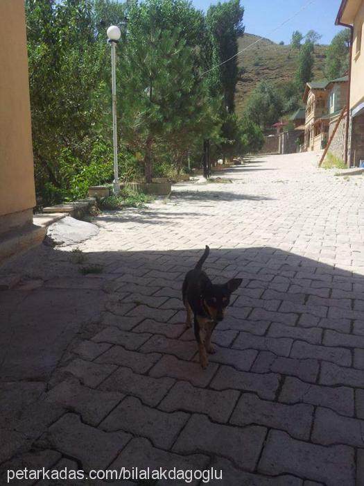 fındık Dişi Minyatür Pinscher