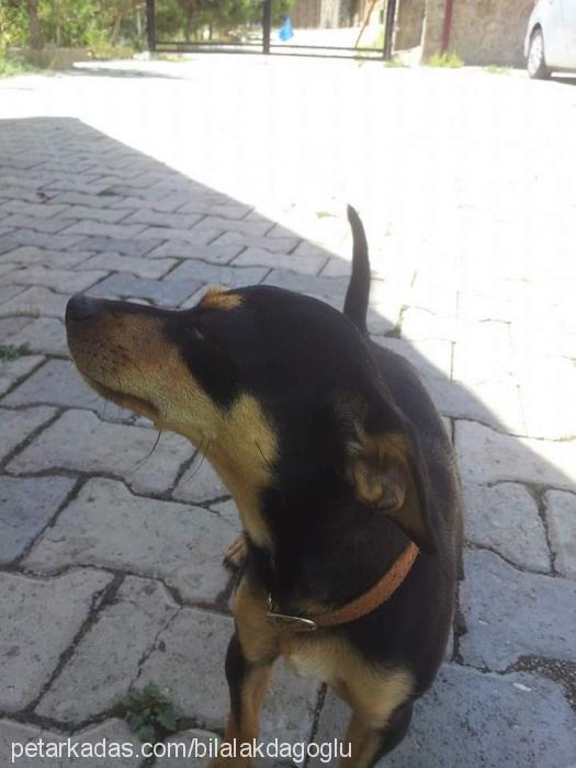 fındık Dişi Minyatür Pinscher