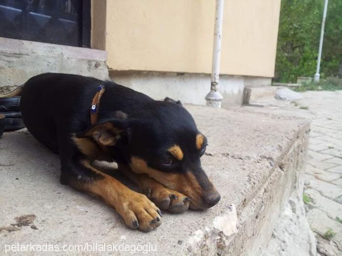 fındık Dişi Minyatür Pinscher