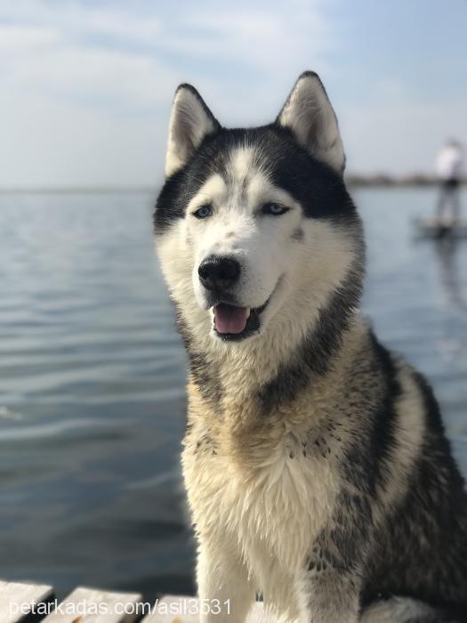 achilles Erkek Sibirya Kurdu (Husky)