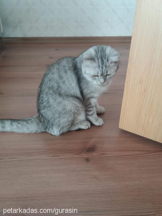 dedu Dişi British Shorthair