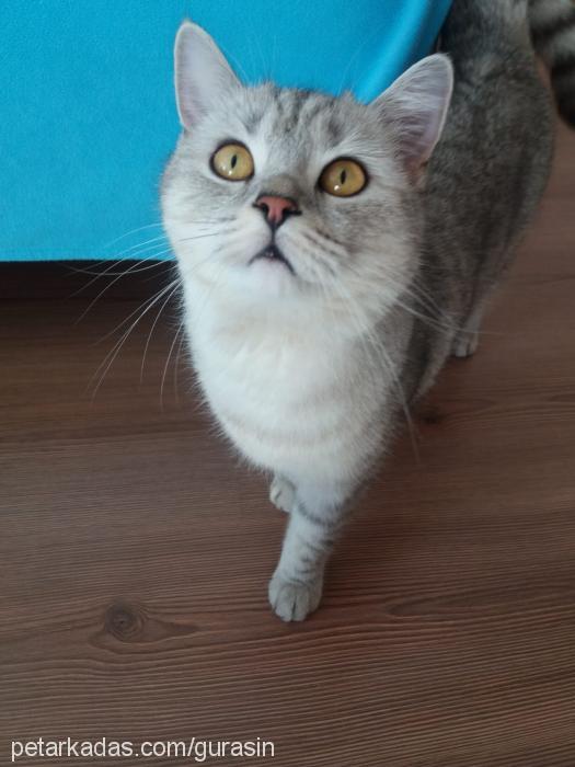 dedu Dişi British Shorthair