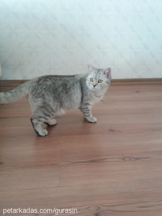 dedu Dişi British Shorthair