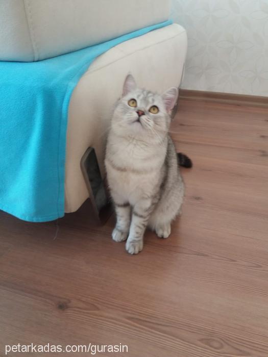 dedu Dişi British Shorthair