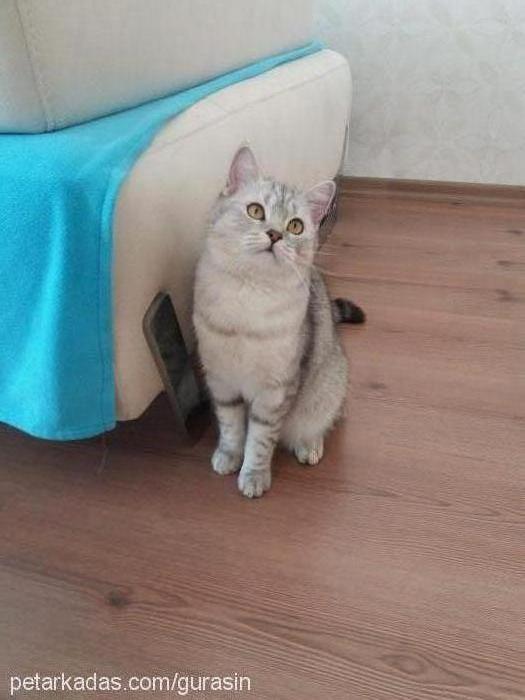 dedu Dişi British Shorthair