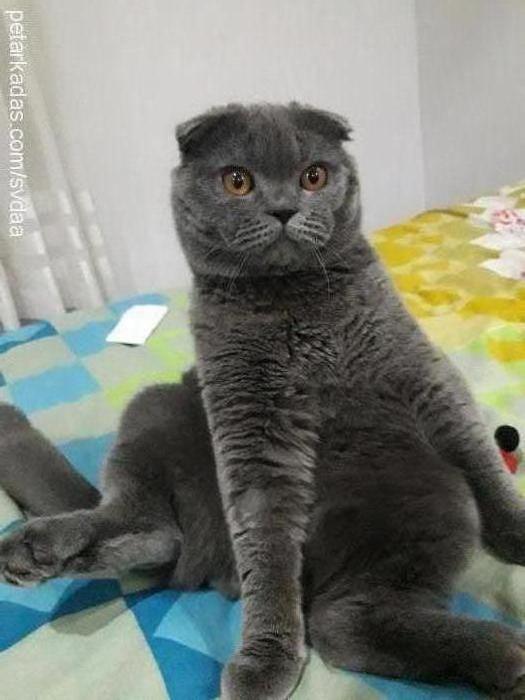 puma Erkek Scottish Fold