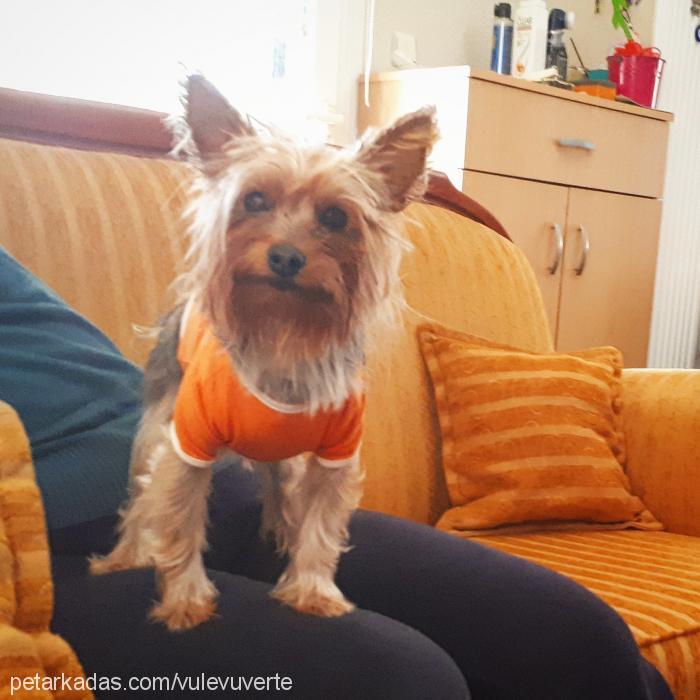 barbie Dişi Yorkshire Terrier