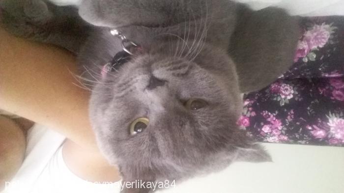 duman Erkek British Shorthair