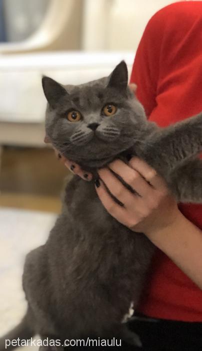 mia Dişi British Shorthair