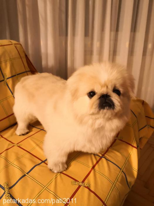 pati Erkek Pekingese