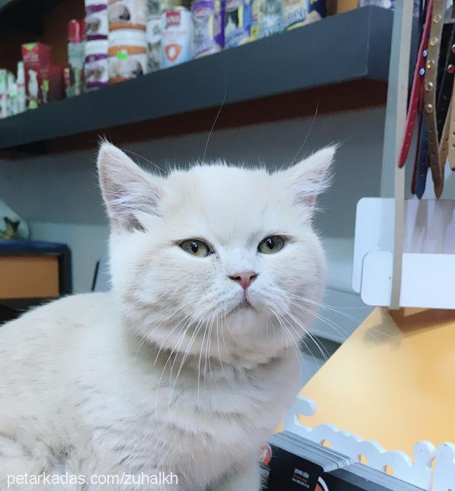 paşa Erkek British Shorthair