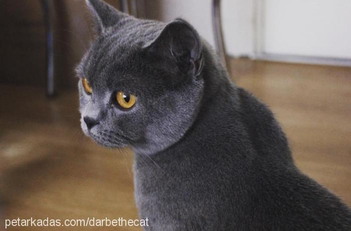 sansastark Dişi British Shorthair