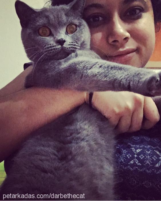 sansastark Dişi British Shorthair