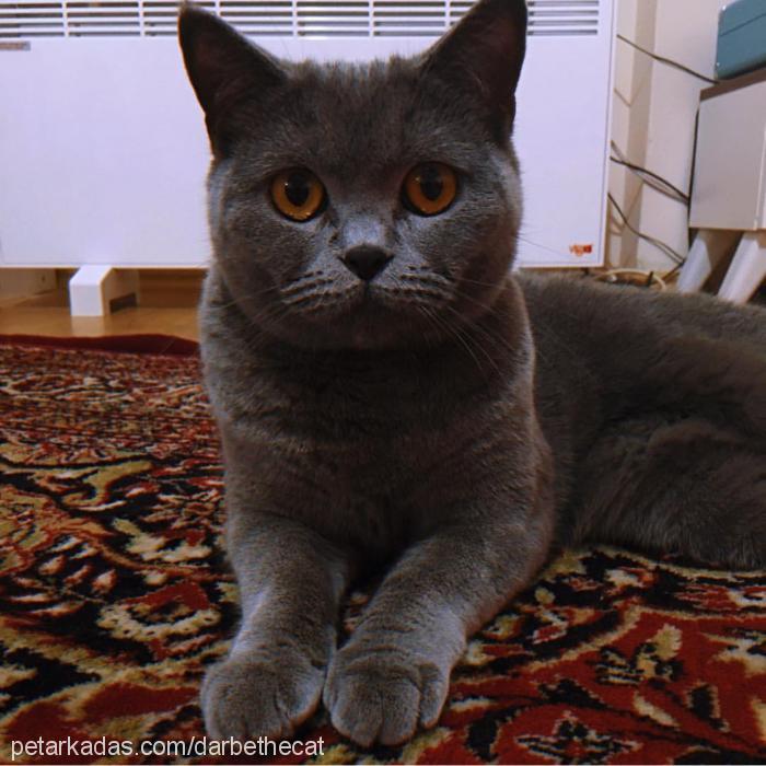 sansastark Dişi British Shorthair