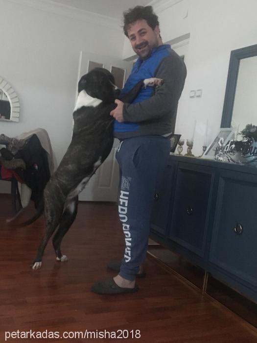 misha Dişi Bandogge Mastiff