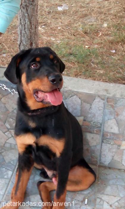 shan Erkek Rottweiler