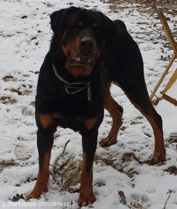 shan Erkek Rottweiler