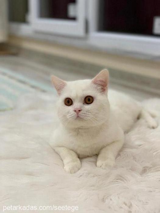 pamuk Erkek British Shorthair