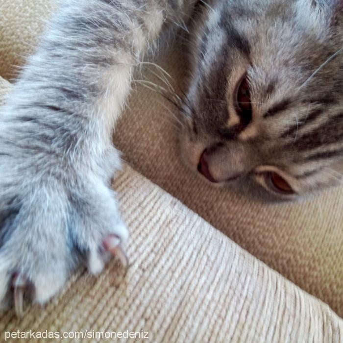 neco Erkek Scottish Fold