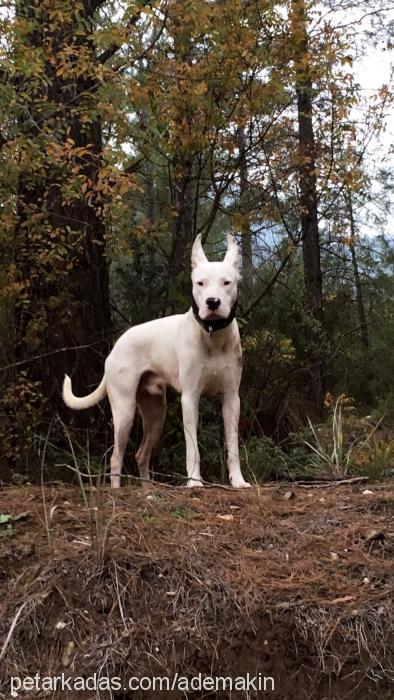 odin Erkek Dogo Arjantin