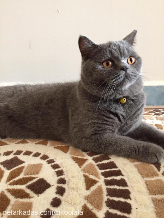 çikoolata Erkek British Shorthair