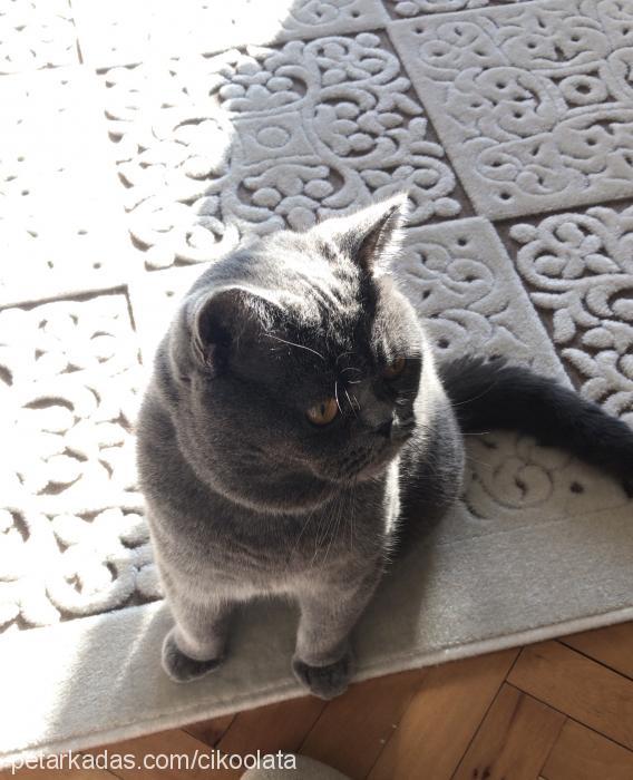 çikoolata Erkek British Shorthair