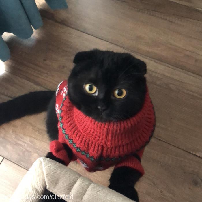 kylo Dişi Scottish Fold