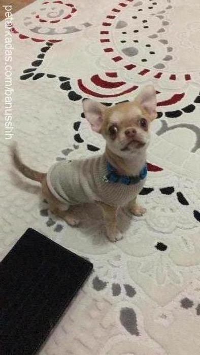 bambam Erkek Chihuahua