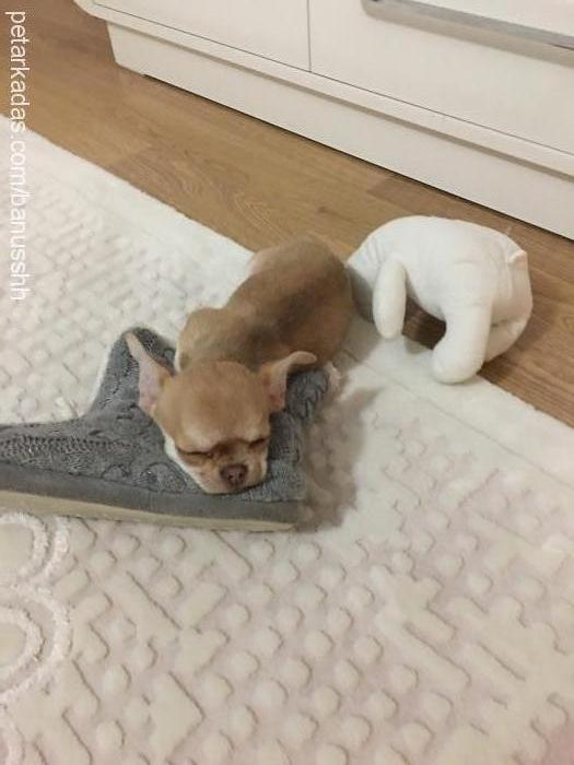 bambam Erkek Chihuahua