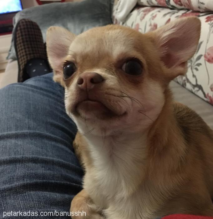 bambam Erkek Chihuahua