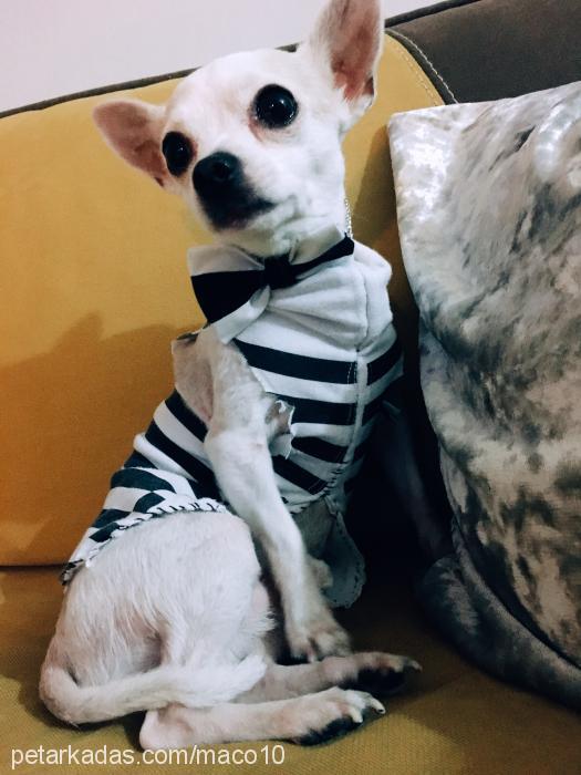 maço Erkek Chihuahua