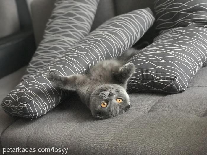 tosy Dişi Scottish Fold