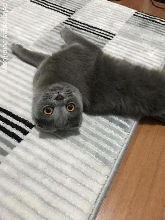 tosy Dişi Scottish Fold