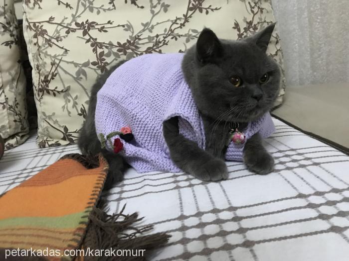 kömürr Dişi British Shorthair